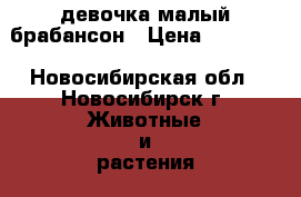 девочка малый брабансон › Цена ­ 20 000 - Новосибирская обл., Новосибирск г. Животные и растения » Собаки   . Новосибирская обл.